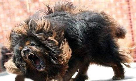 護衛(wèi)犬有哪些