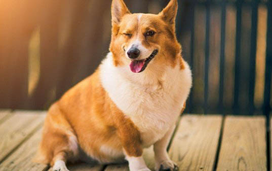 狗狗可以吃梨嗎?