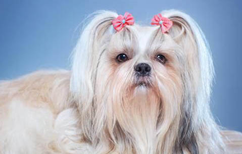 西施犬美容造型的準備工作和設計方法教程詳解