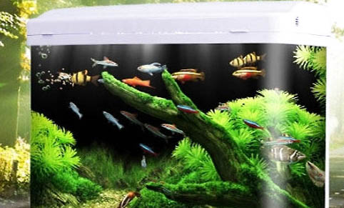 魚缸需要一直打氧嗎?
