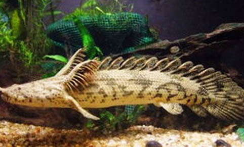 銀龍魚的飼養方法?