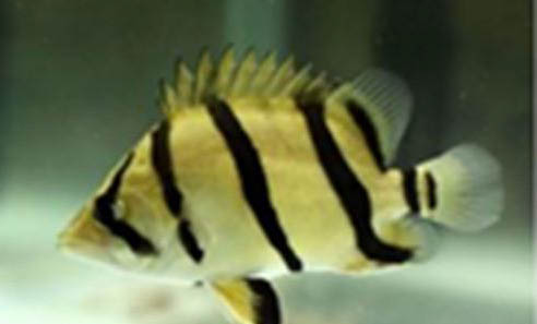 虎魚毒性有多強