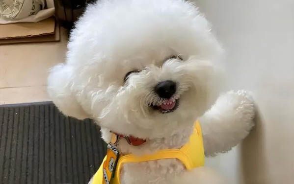 神經性犬瘟的最佳治療方案