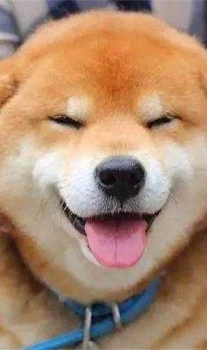 柴犬能吃米飯嗎?