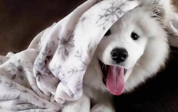 薩摩耶犬的壽命一般是多久