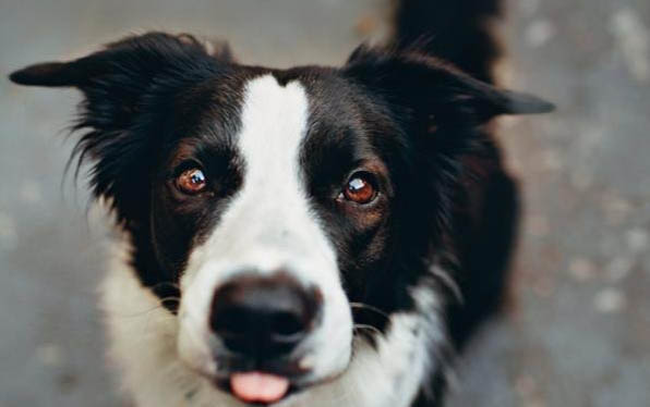 比利時(shí)牧羊犬吐黃粘液的原因及處理方法