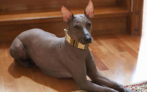 狗狗身上有寄生蟲怎么辦?