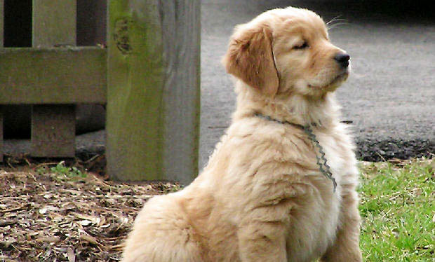 純種金毛犬大概多少錢一只