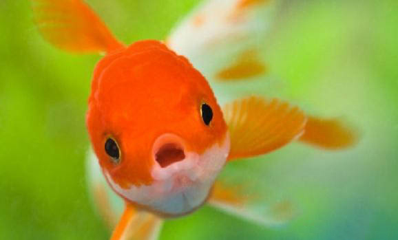 金魚(yú)尾巴有白點(diǎn)