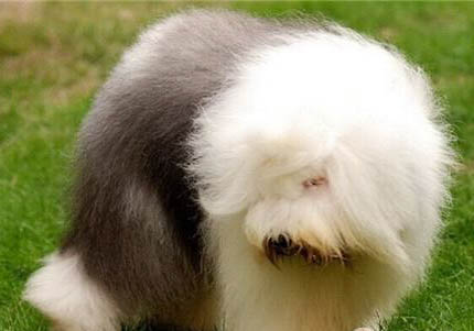 冰島牧羊犬眼睛炎癥鼓包