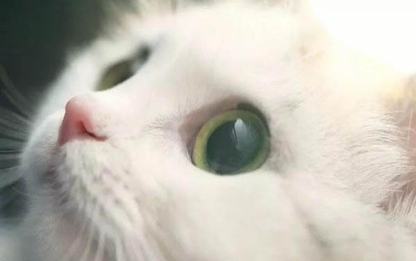 怎么知道貓開始發(fā)情了