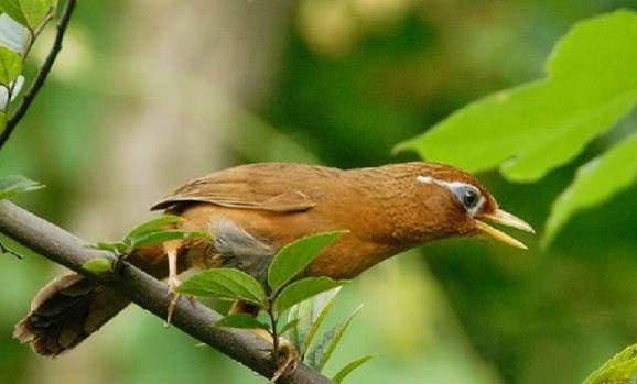野生畫(huà)眉鳥(niǎo)養(yǎng)多久可以養(yǎng)熟