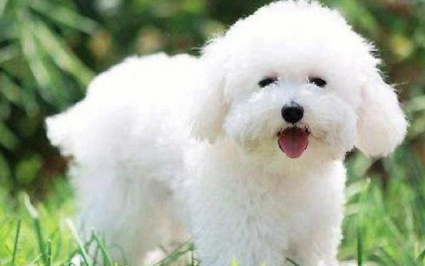 比熊小時候毛發(fā)黃嗎？