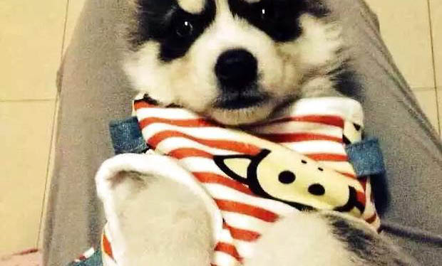 狗狗狗糧哪個牌子好