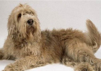 阿富汗獵犬突然沒精神