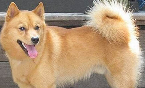 狗狗不尿尿怎么辦