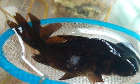 紅色觀賞魚有哪些品種