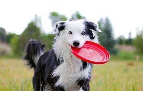 邊境牧羊犬的訓練方法有哪些