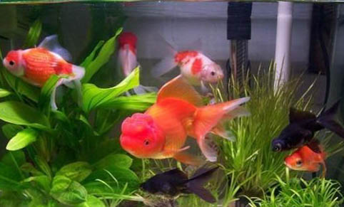 新手養什么金魚好養又好看
