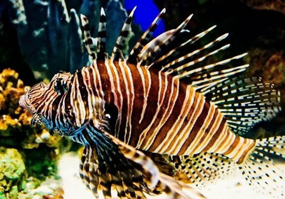 三棘獅子魚的飼養(yǎng)環(huán)境