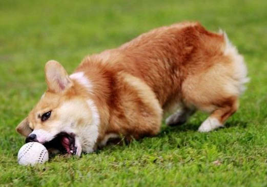 柯基犬在哪里有買賣的