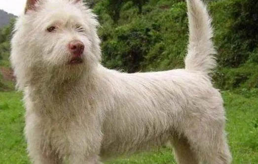 下司犬飼養注意事項