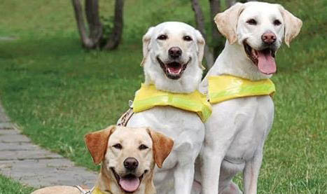 導盲犬會叫么?