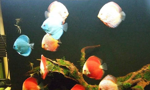 藍曼龍魚好養嗎