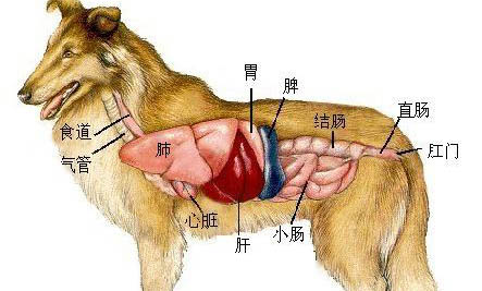 狗狗牙結(jié)石有哪些危害