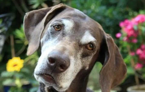 高加索犬幼犬多少錢一只