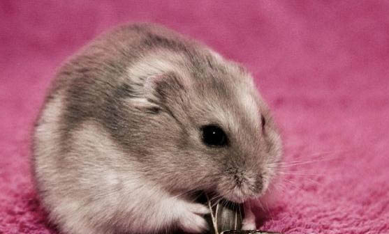 倉鼠咬死同伴可以繼續養嗎