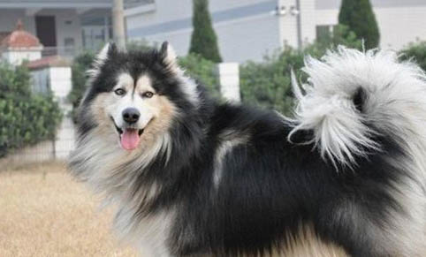 阿拉斯加犬好養活嗎