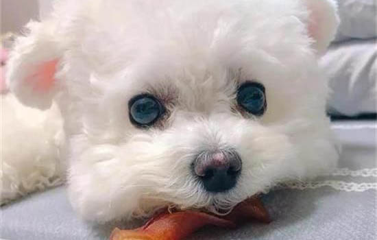 怎么讓比熊變白