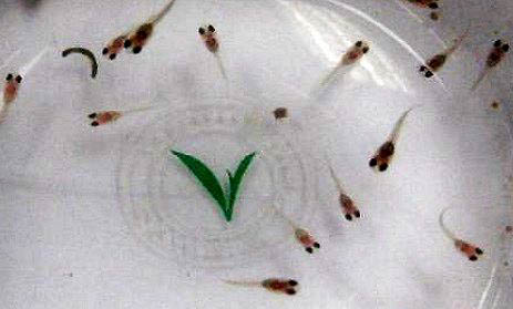 狗可以吃小魚嗎