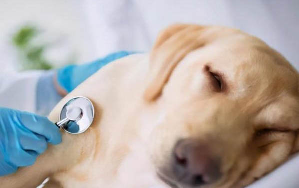 泰迪犬吃什么狗糧好呢