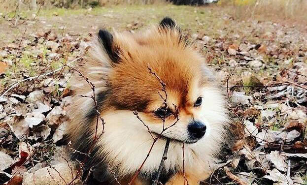 狗狗可不可以不吃狗糧