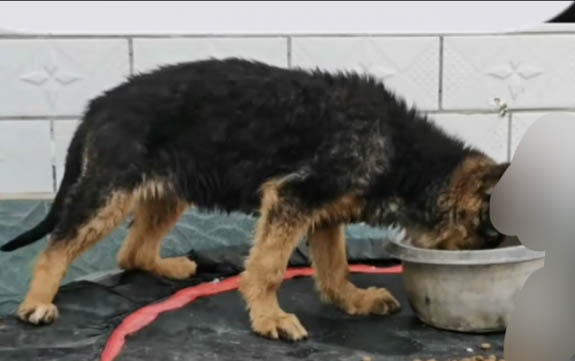 邊境牧羊犬眼睛紅血絲是什么原因