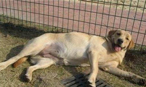 母犬產后厭食怎么辦