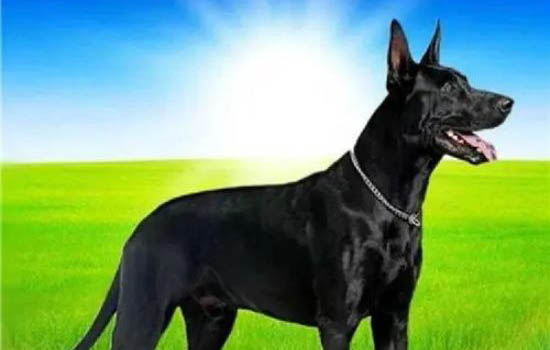 黑狼犬和馬犬哪個更兇一些