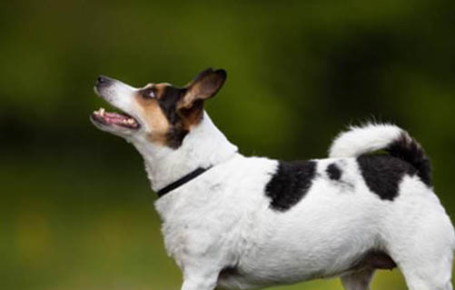 喜樂蒂牧羊犬癲瘋怎么處理