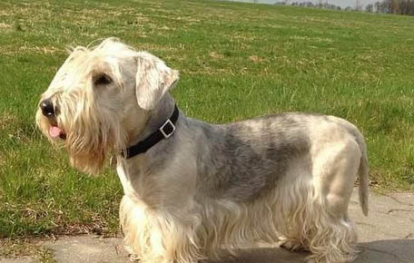 小型犬能憋尿多久