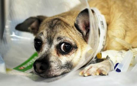 狗狗得了犬副流感可以吃東西嗎