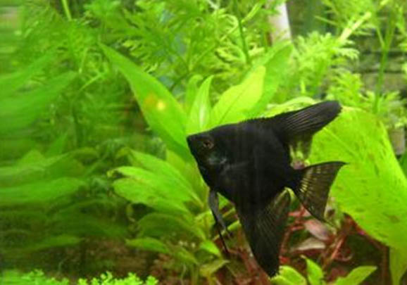 神仙魚能和蝦混養嗎