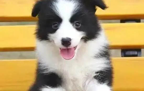 德國牧羊犬支氣管炎霧化效果怎么樣