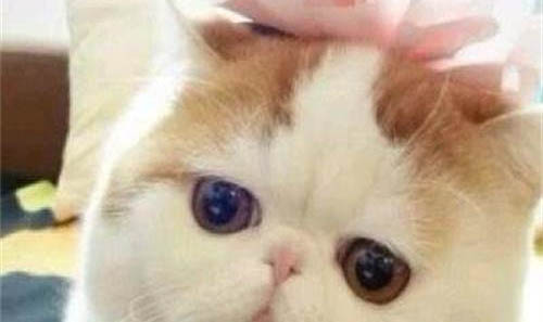 加菲貓感冒了是什么癥狀