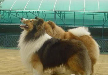邊境牧羊犬脫毛是怎么回事