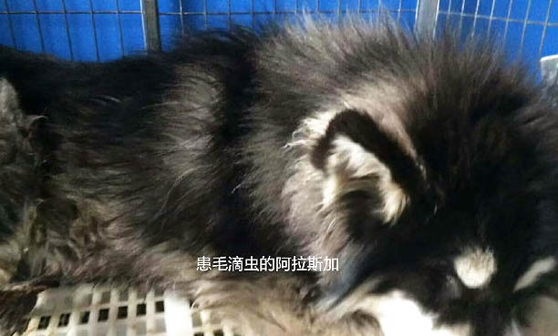 給狗狗洗澡需要注意些什么