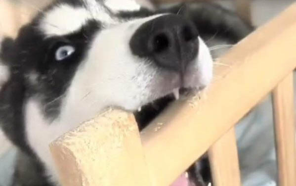 棉花面紗犬哪里有賣