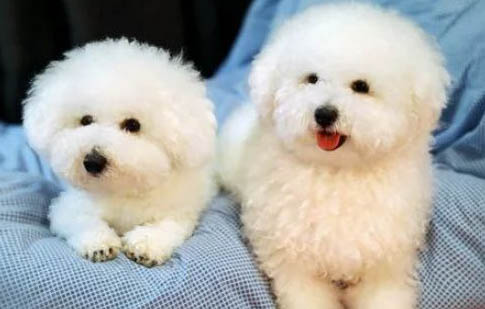 棉花面紗犬哪里有賣