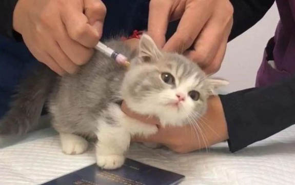 貓咪爪子爛了發(fā)出惡臭怎么治